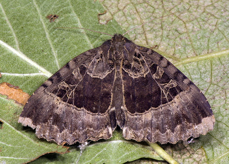 Noctuidae settembrini